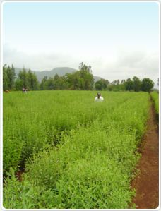 Stevia Dry Leaves