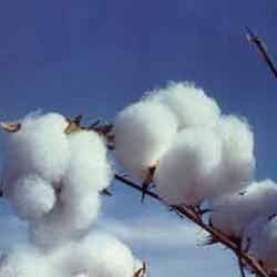 Raw Cotton