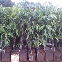 Alphanso Mango Plants