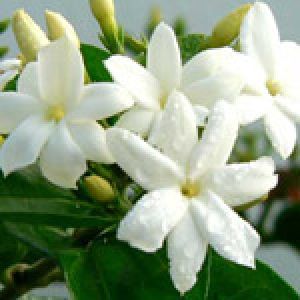 Fresh Cut Jasmine Flowers