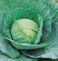 Fresh Cabbage