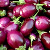 Fresh Brinjal