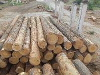 pine wooden logs