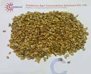 Coriander Seeds