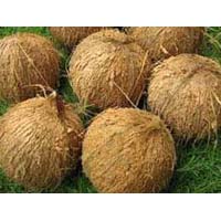 Coconut