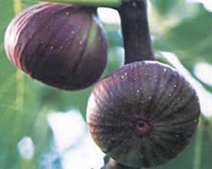 Fig Extract