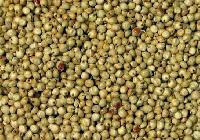 Jowar Seeds