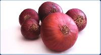 Red Onion