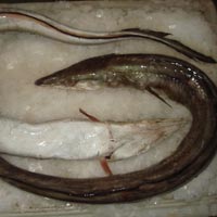 Frozen Eel Fishes