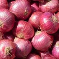 Fresh Onion