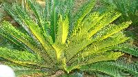 Cycas Palm Plant