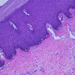 Oral Histology Slides