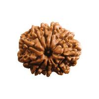 10 Mukhi Rudraksha