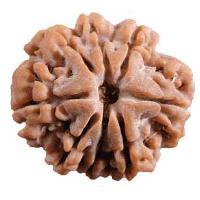 8 Mukhi Rudraksha