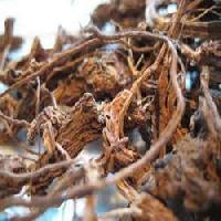 coleus dry roots