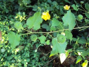 herb leaves