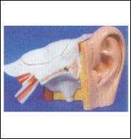 Ear Model