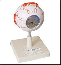 Human Eye Model