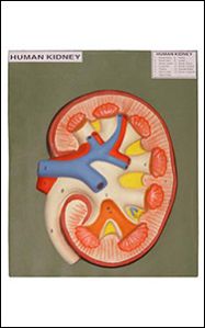 Human Kidney model