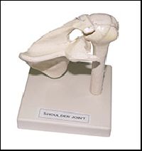 Shoulder Joint