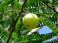 Emblica Officinalis