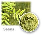 Senna Leaf