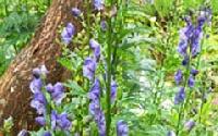 Aconite Bachnag