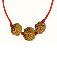 Six mukhi Rudraksha