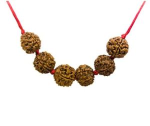 Six mukhi Rudraksha