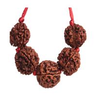 Five mukhi rudraksha