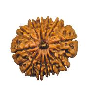 Twelve mukhi rudraksha