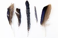 Feathers