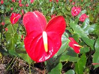 Anthurium Flowers