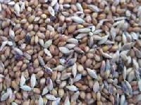 sudan grass seeds
