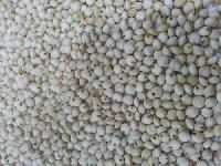 White Sorghum