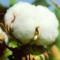 Raw Cotton