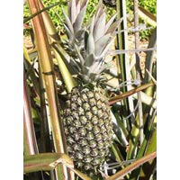 Ananas Comosus-pineapple