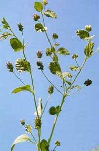 Psoralea Corylifolia Seed ( Babchi Beej)