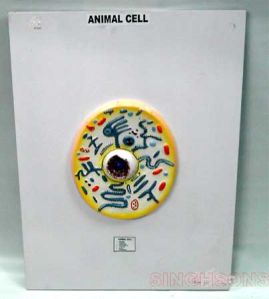 Animal Cell