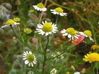 German Chamomile Oil