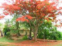 Gulmohar Plant