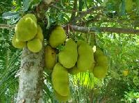 Jackfruit Plants