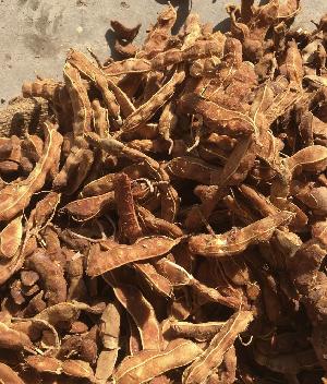 Tamarind Pods