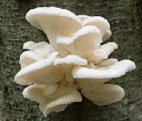 oyster mushrooms spawn
