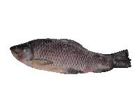 Rohu Fish