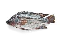 Tilapia Fish