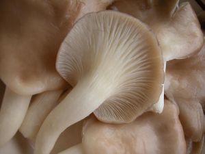 Fresh Oyster Mushroom