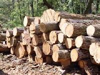 Malaysian Timber