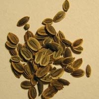 Dill Seeds