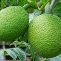 Breadfruit